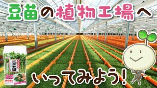 豆苗の植物工場へいってみよう！【村上農園 自由研究部】