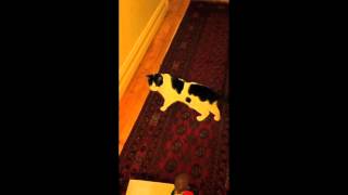 LIFE OF PI TRAILER english.m4v