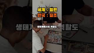 전 세계에선 ‘생태계 빌런’인데… 한국에선 반가운 이 동물