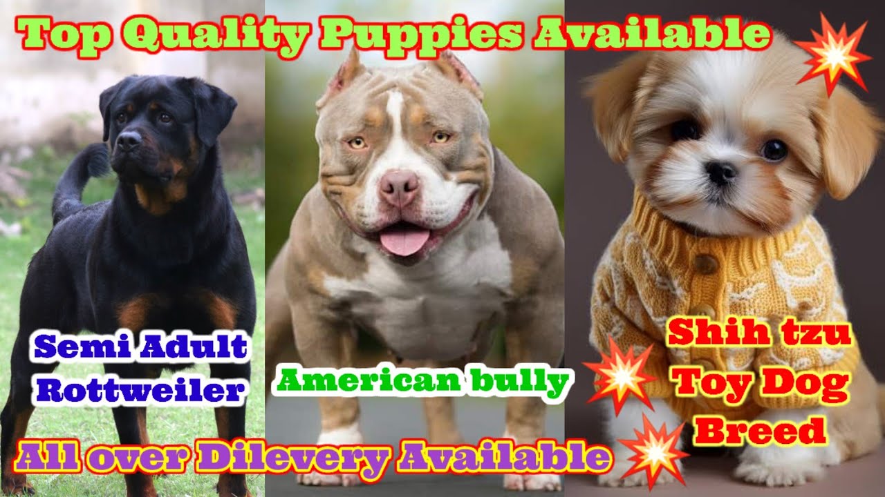 Top Quality Rottweiler, Am bully Micro size, ShihTzu All Breed Puppies// Cheapest price 