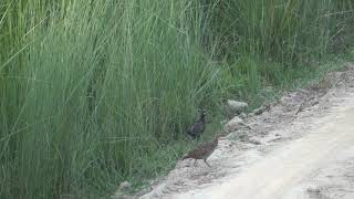 Black Partridge male calling alongside female on the grassland edge by the ring road area in Kishanp