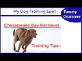 How to Train a Chesapeake Bay Retriever