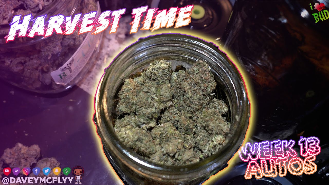 ВРЕМЯ СБОРА УРОЖАЯ - Неделя 13 ILGM Sweet Mix Spiderfarmer 2x4 4x4 выращивание