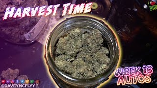 HARVEST TIME - Week 13 ILGM Sweet Mix Spiderfarmer 2x4 4x4 grow