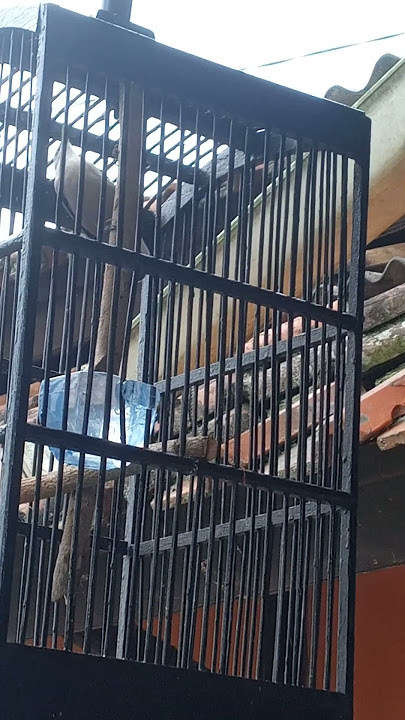 Rambatan Paruh Merah Betina Gacor Dor #masteranmuraibatu