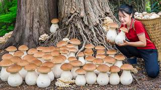 TIMELAPSE — Harvesting Many Destroying Angel Mushrooms (Amanita spp)  – Rare Poisonous Mushrooms