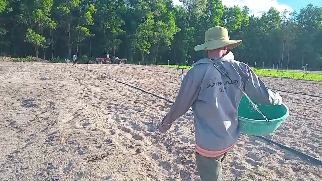 Trồng đậu phộng theo phương pháp Sạch-Không dùng hóa chất