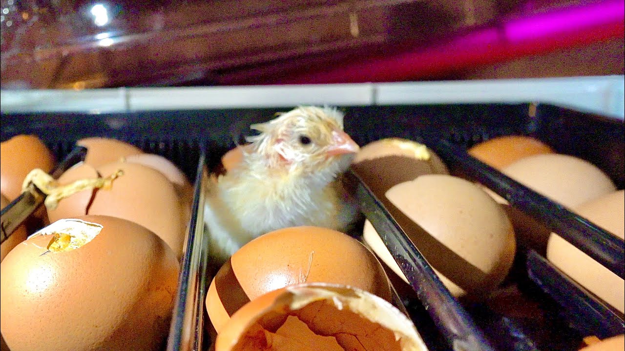 The Birth of a New Chicken of Eggs from the Supermarket - YouTube