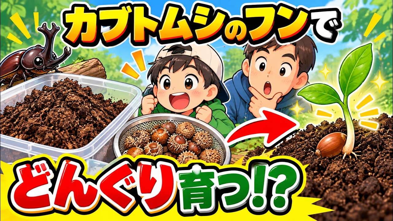 どんぐり YouTube