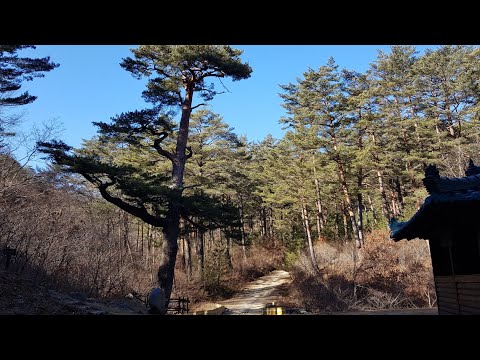 울진 골짜기 500년 소나무 여기에 있었구나 옛날엔 보부상 넘던 산길엔 바람이 넘는가?