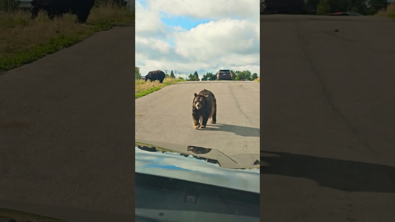 Bear Country fun!😊🐻 