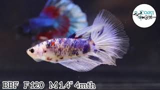 Bbf-120 Koi Marble Delta Halfmoon Plakad Male Betta