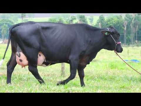 LOTE 02 ESPARTA FIV MONTROSS MOURA LEITE