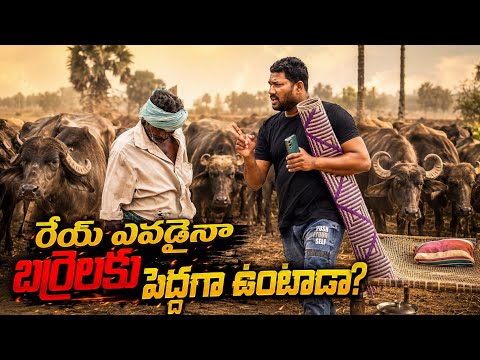 రేయ్ ఎవడైనా గాని బర్రెలకు పెద్దగా ఉంటాడా 😂ఫన్నీ ప్రాంక్ 🥰 AR PRANK BOYS🙏