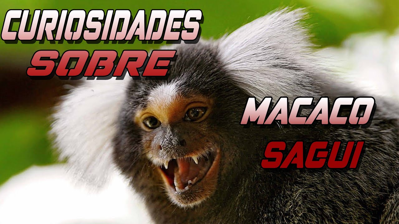Curiosidades sobre o Macaco Sagui 🐒🐒