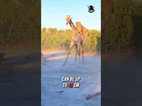 أنا بلا كلام اللسان رائع هل تريد أن تشعر به