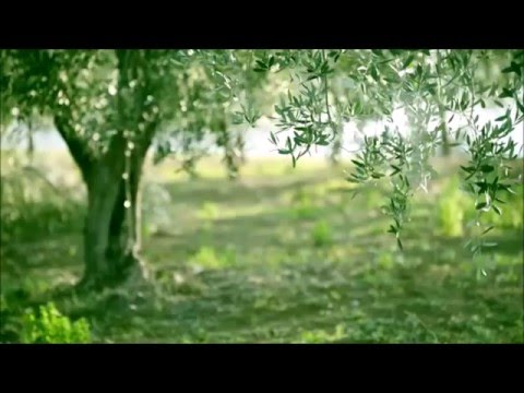 My Olive Plant