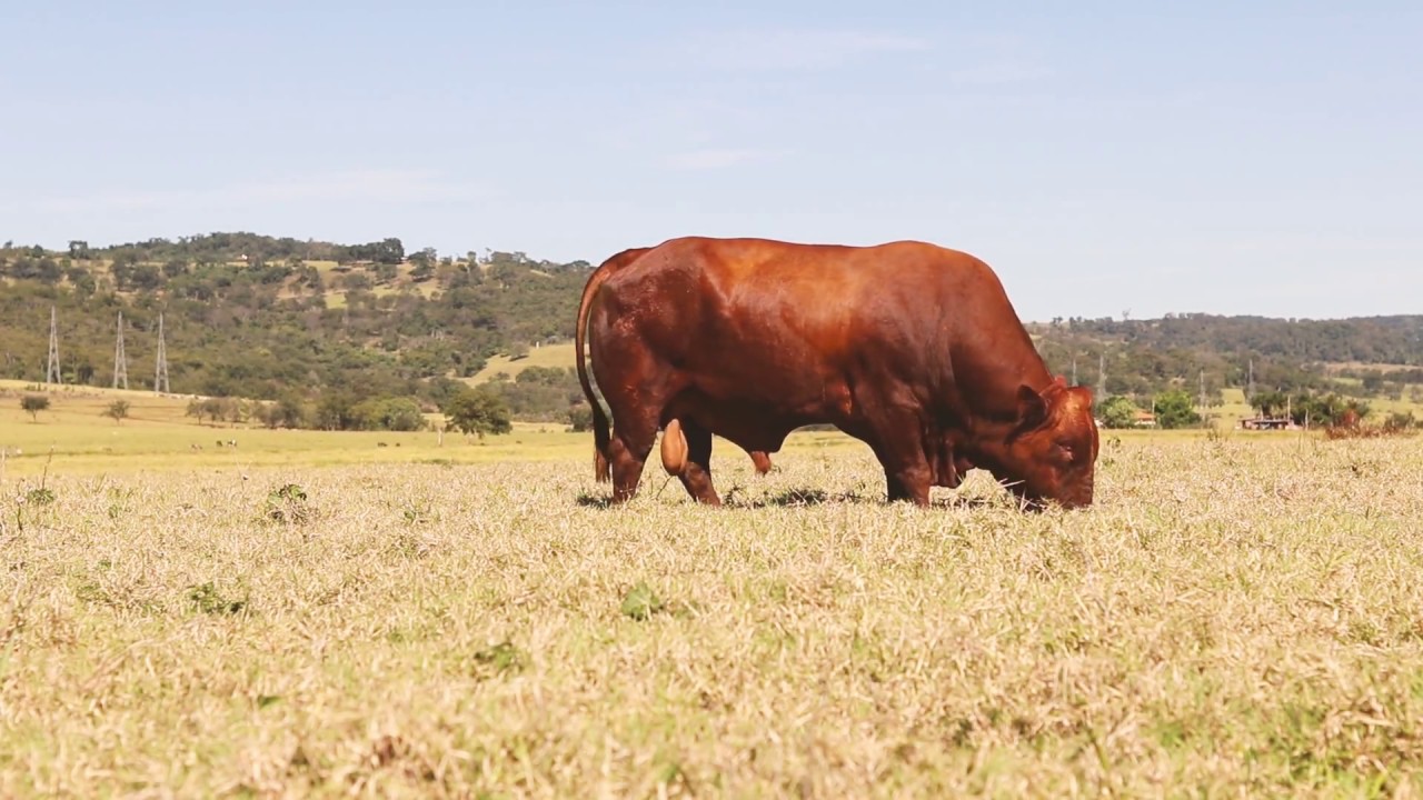Soberano o melhor touro Bonsmara do Brasil