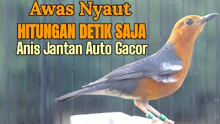 PANCINGAN ANIS MERAH GACOR MENAIKKAN BIRAHI ANIS MALAS BUNYI AGAR CEPAT NGEPLONG