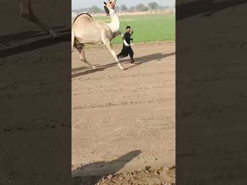 BEAUTIFUL CAMEL DAMAGING