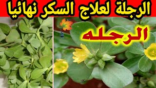 الرجلة اقوي عشبة في العالم لعلاج السكر نهائيا