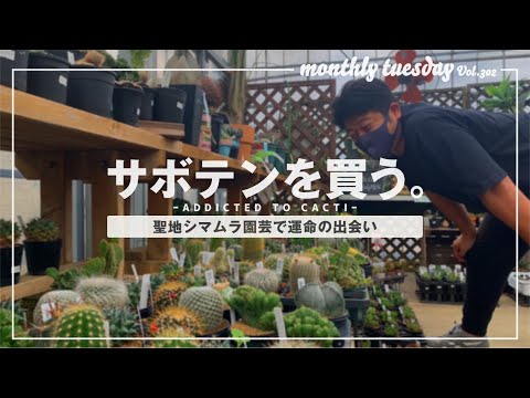 サボテン】サボテンは種類がありすぎ！サボテン初心者がスーパー兜を