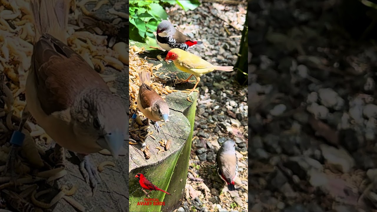 More bird footage from the feeding in my mix finches and softbills bird aviary 