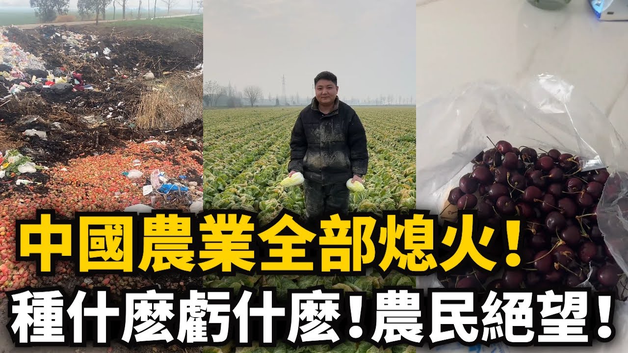 中國農業全部熄火！車厘子變味吃完中毒，頭疼嗓子疼都是輕的，草莓賣不動快倒成垃圾山！海南哈密瓜上市就爛市，白菜爛在地中無人拉，家禽價格崩盤！種什麽虧什麽！農民絕望！
