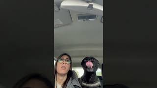 Dog Got Emotional When He Figured He Is Close to Owner’s Grandmother