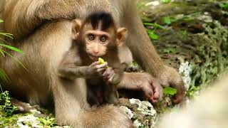 Brady Learn Behind Rose, Eating Green Gr Is Another Training