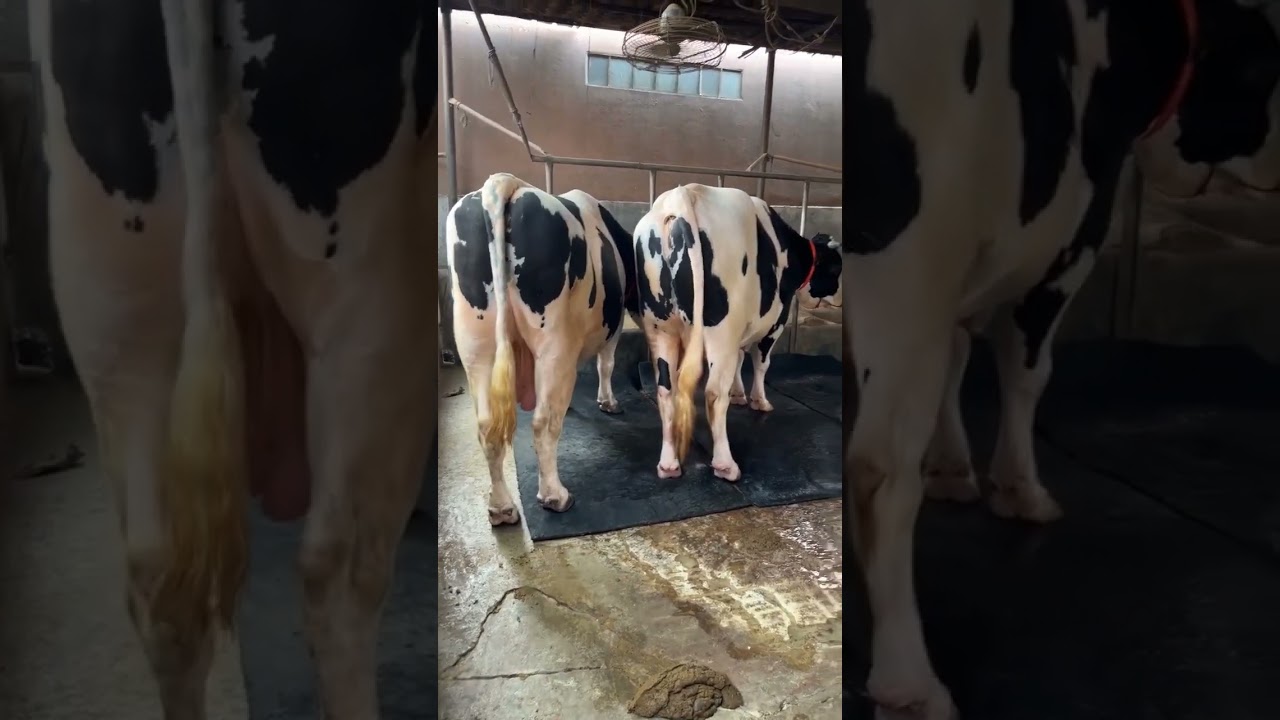 Giant australian bulls 