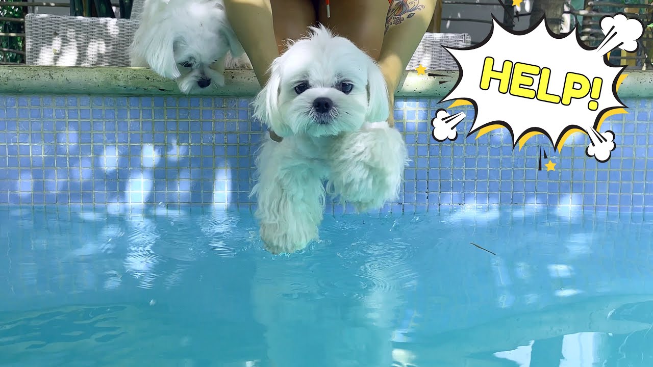 A Dog That HATES Water Finally Enjoys Swimming! YouTube