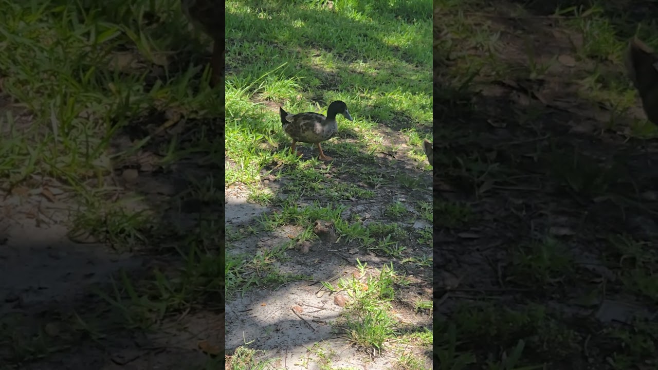 Curious Ducks Strolling 