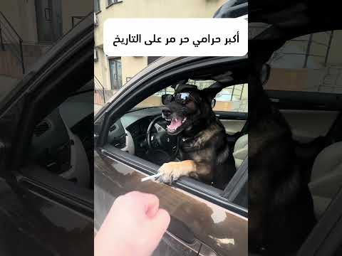 أكبر حرامي مر على مدى العصور 