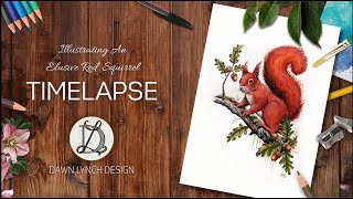 Illustrating An Elusive Red Squirrel - Timelapse