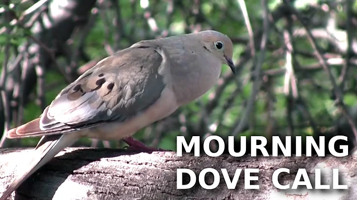 Mourning Dove call - Close up
