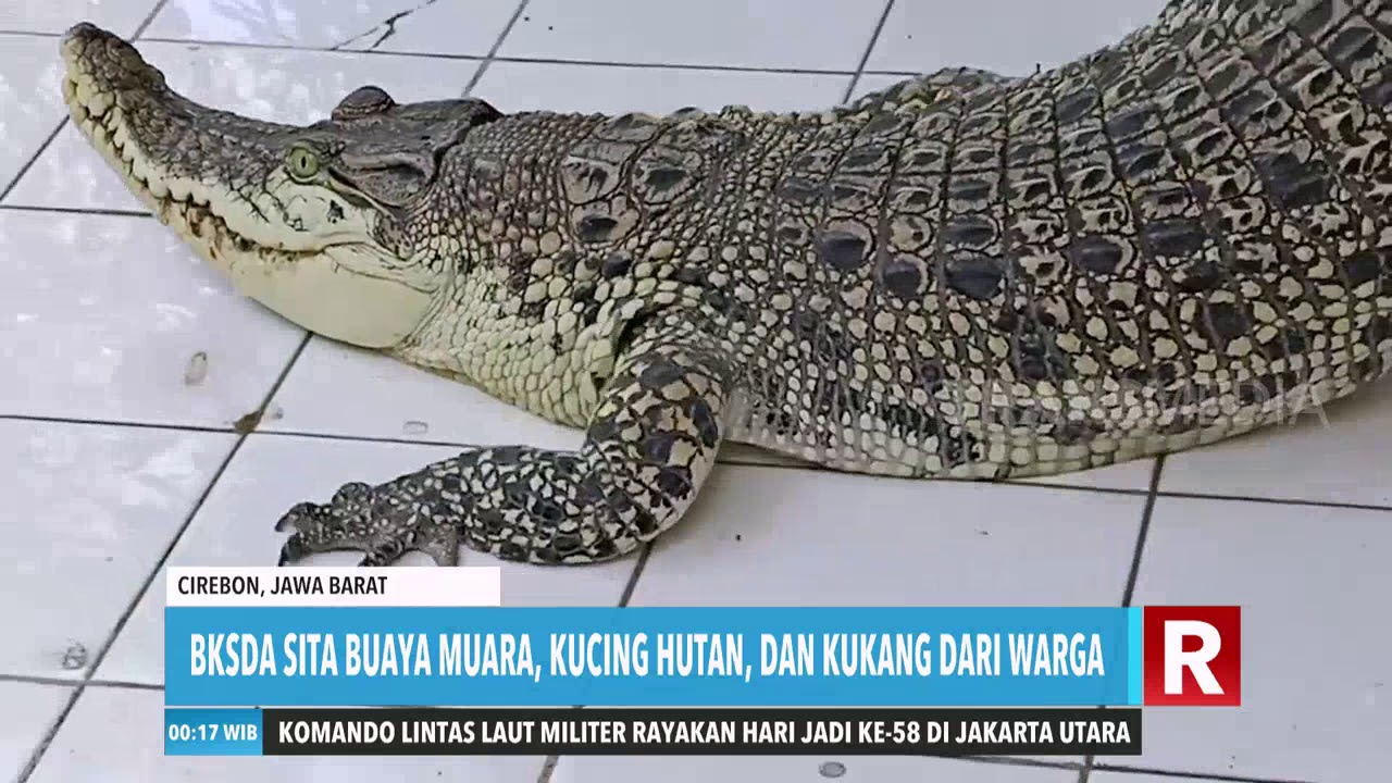 BKSDA Sita Buaya Muara, Kucing Hutan dan Kukang Dari Warga video phone beyonce mp3