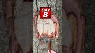 Day 8. Help is Appreciated :) #woodcutting #tree #tinyaxe #challenge #spoontbunker