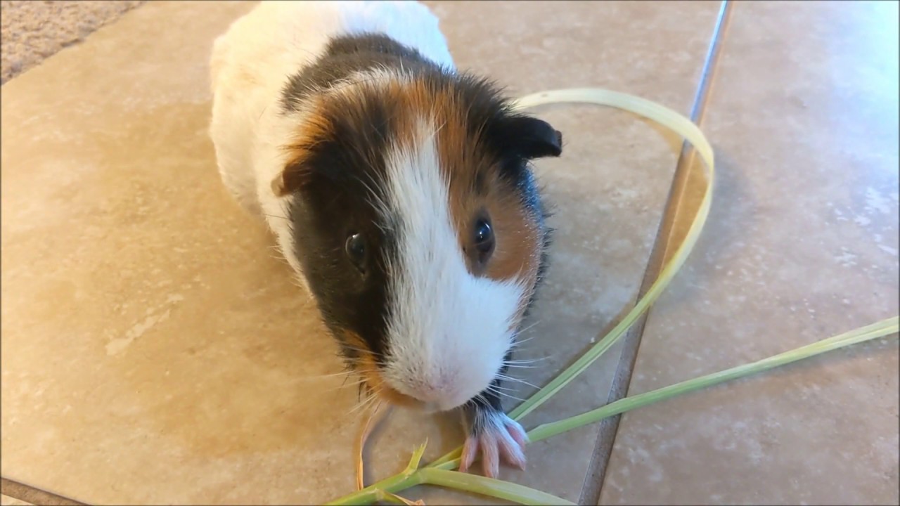 Will a Guinea Pig eat Sugar Cane? YouTube