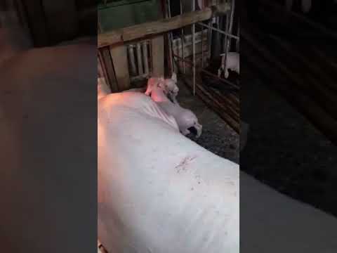 mga makulit na piggies #kulit #fyp #fypシ゚viral #shorts