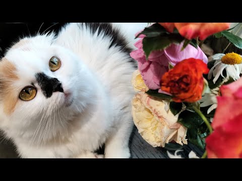 Хайленд Фолд🐱 Как выглядят в разном возрасте Длинношерстные Шотландские Кошки Котята и Взрослые