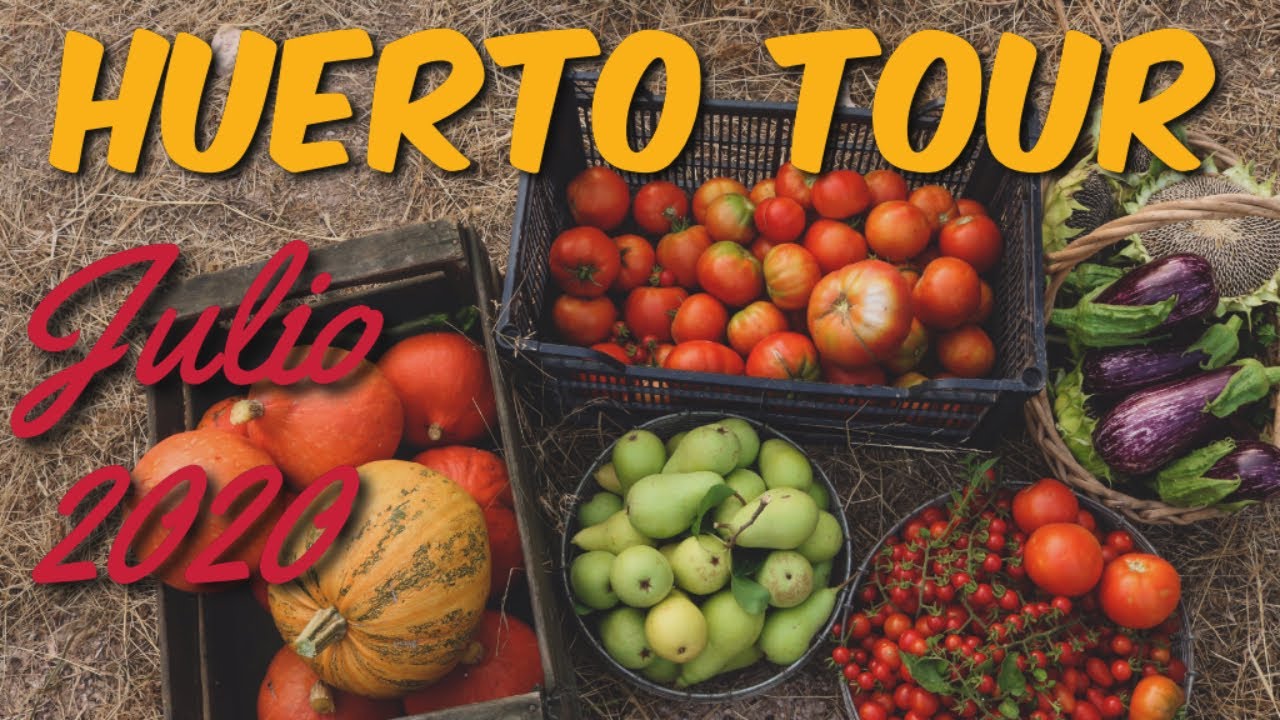 El Huerto en Julio 2020 - Gran Cosecha de Tomates, Berenjenas, Calabazas, Peras... - Huerto Tour