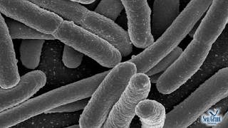 15 Second Science - Fighting Algae with Bacteria
