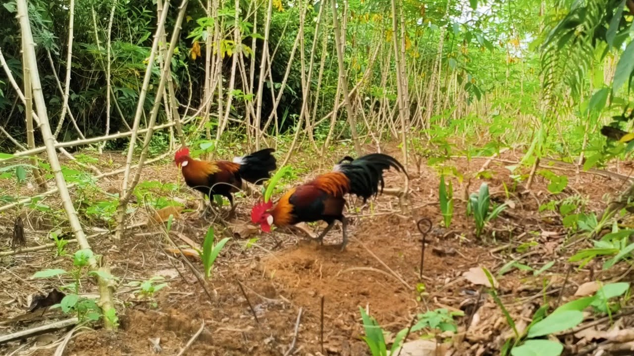 Ciri Ayam hutan yang sering dipikat selalu waspada