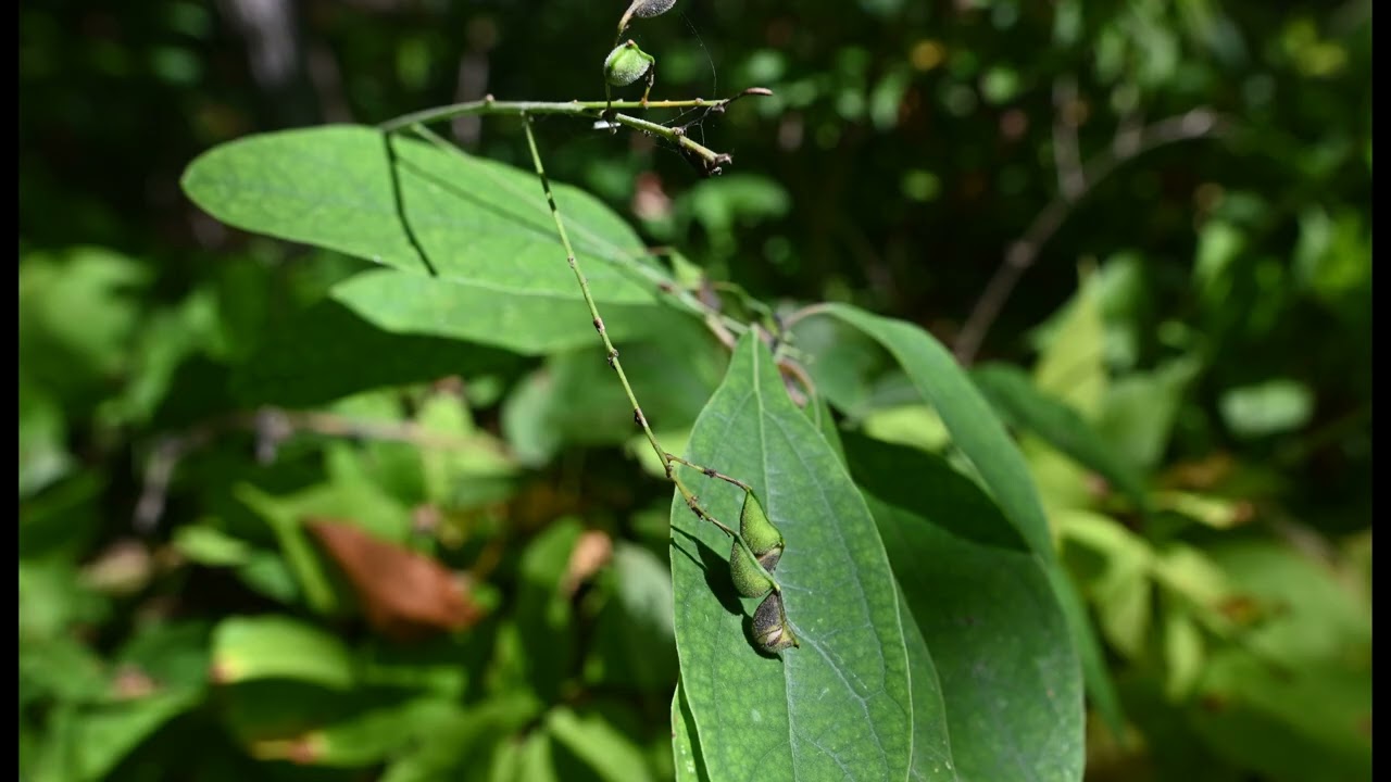 Butomus umbellatus, Zizania aquatica, Agastache nepetoides, Elymus hystrix, Hylodesmum glutinosum