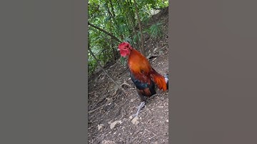 gà rừng mã đỏ gáy hay.qaib qus qua zoo/Hlau youtube