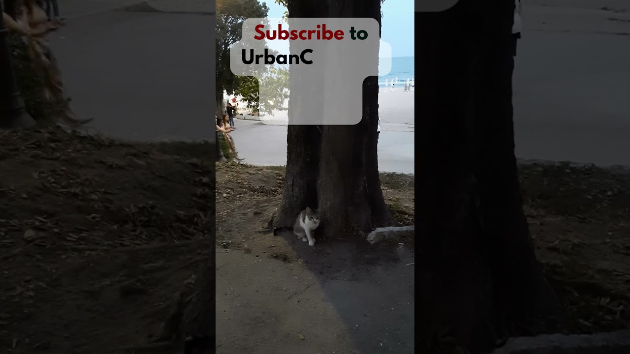 Cat's Seaside Hideaway: A Quiet Refuge Under the Tree  