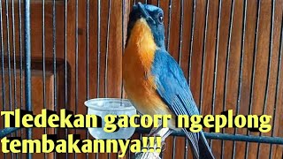 Suara Pikat Burung Tledekan Gunung Gacorrr🔥