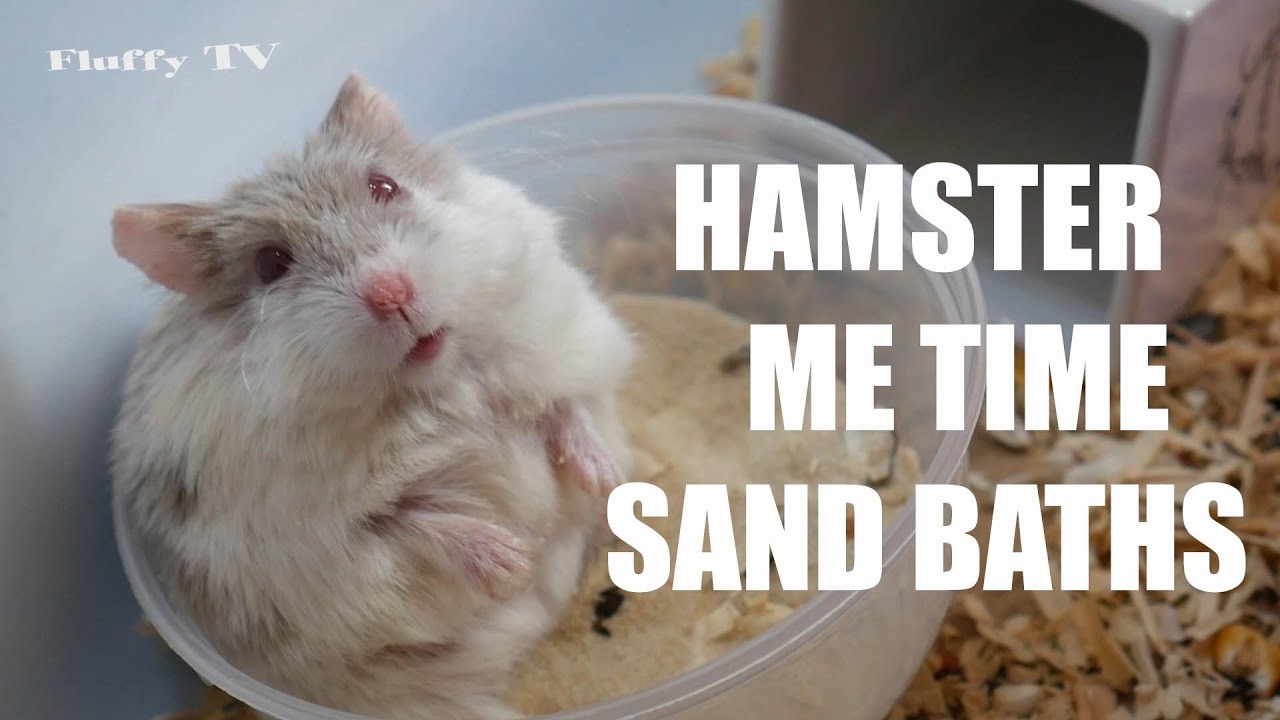 Hamster Eating while Sand bathing. Very funny! YouTube