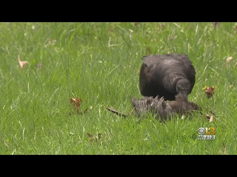 Turkey Vultures Bird Flu